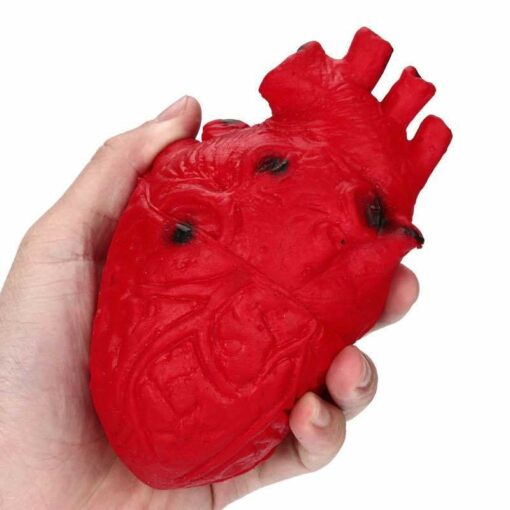 Anatomical Heart Squishy